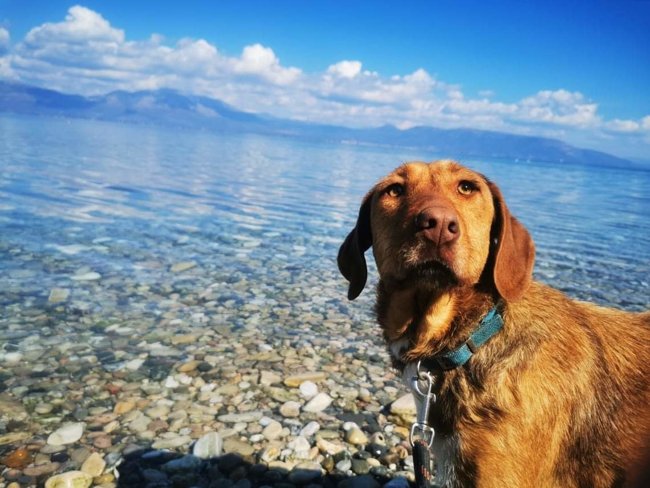 Σώστε ενα αδεσποτάκι: Μην με προσπερνάτε, δεν μου λείπει τίποτα, εκτός από... ουφ-ουφ