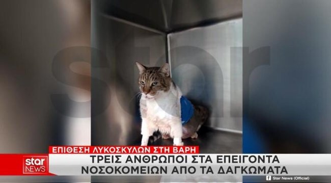 Βάρη: "Μόλις με είδαν, έτρεξαν κατευθείαν πάνω μου" - Τι λέει το θύμα της επίθεσης από τα σκυλιά που άνηκαν στην οικογένεια Τσιτσιπά