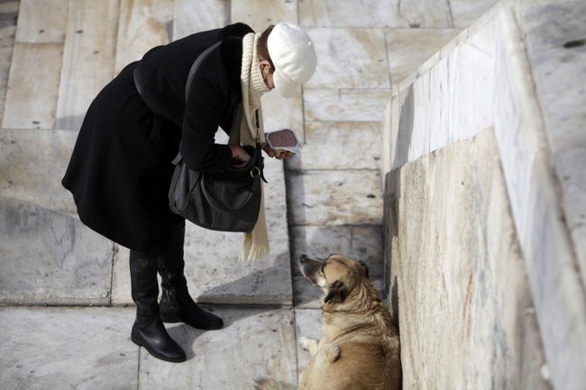 κρυο σκυλος
