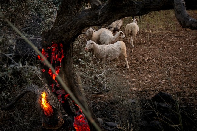 ΦΩΤΙΑ ΡΕΘΥΜΝΟ