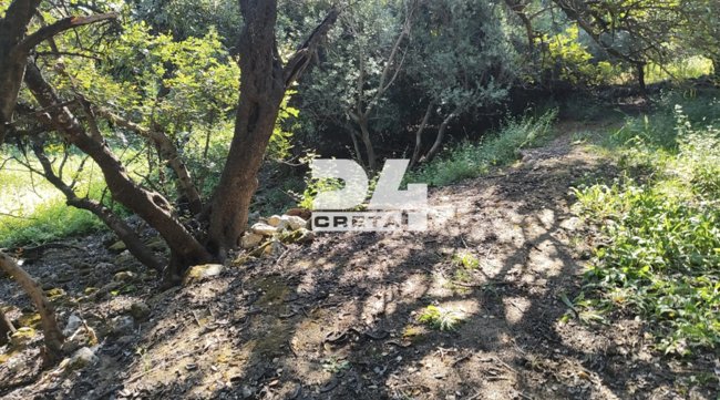 ΑΛΕΞΗΣ ΤΣΙΚΟΠΟΥΛΟΣ