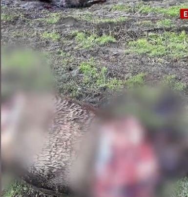 Κτηνωδία στα Γρεβενά: Πάνω από 700 κιλά κρέατος αφαίρεσαν από τα άλογα - Τα ακρωτηρίασαν και τα τεμάχισαν