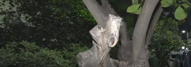 dendro