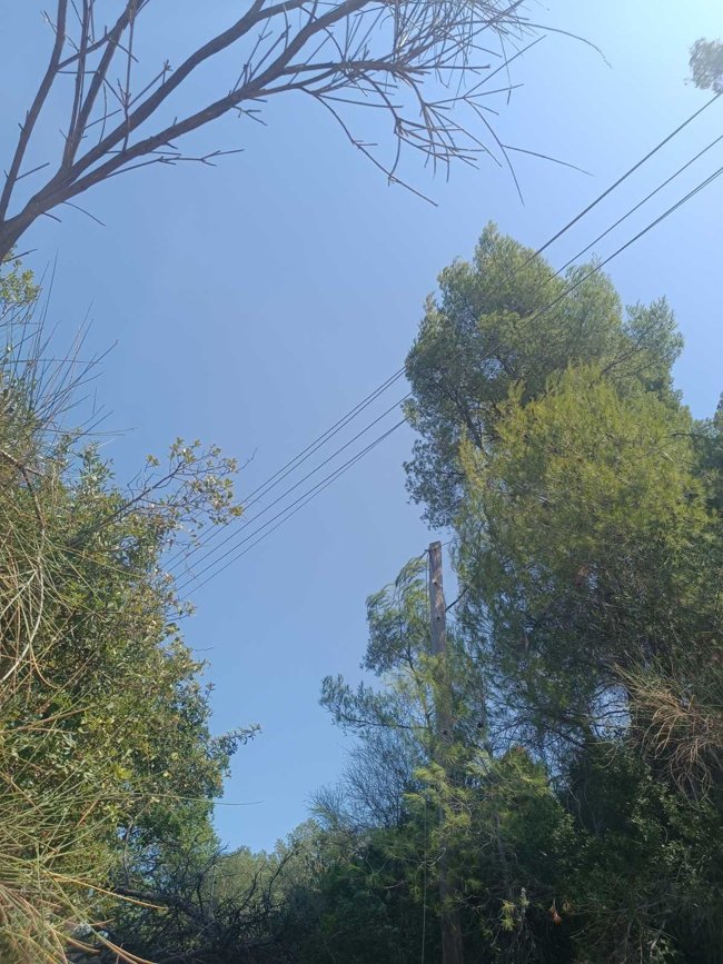 δ