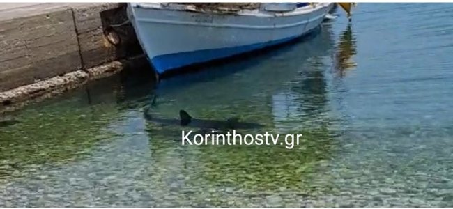 Κορινθία: Καρχαρίας κολυμπάει στα ρηχά στα Λουτρά της Ωραίας Ελένης [Βίντεο]