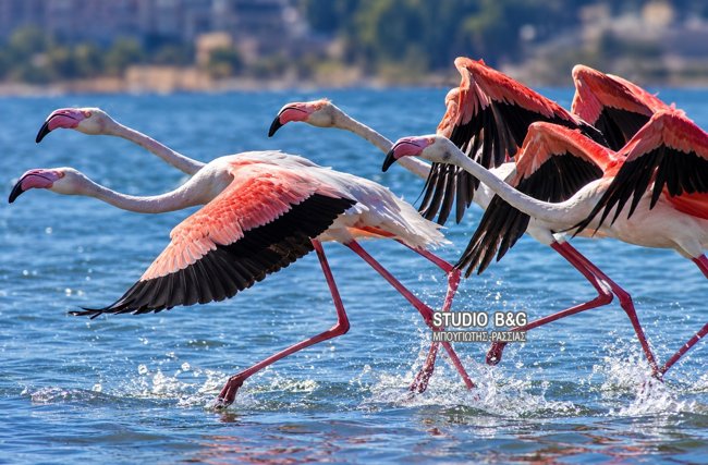 Δέκα ροζ φλαμίνγκο μετέτρεψαν το Ναύπλιο σε... καρτ ποστάλ - Εντυπωσίασαν στα νερά του υδροβιότοπου [εικόνες]