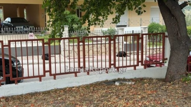 Λαμία: Στο νοσοκομείο μητέρα μετά από επίθεση σκύλου έξω από νηπιαγωγείο - Αγέλη αδέσποτων καταγγέλλουν γονείς