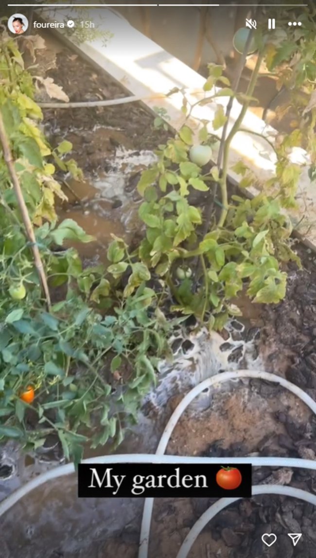 Η Ελένη Φουρέιρα μας δείχνει το μποστάνι της και τα νόστιμα ντοματίνια που καλλιεργεί [εικόνες - βίντεο]