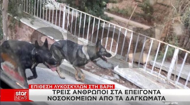 ΕΠΙΘΕΣΗ ΣΚΥΛΩΝ ΒΑΡΗ