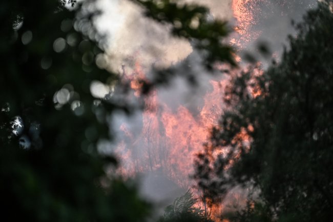 Ηλεία: Ανεξέλεγκτη η φωτιά στο Μουζάκι - Σε δασική έκταση με πεύκα πριν την είσοδο του χωριού - Ενισχύθηκαν οι δυνάμεις