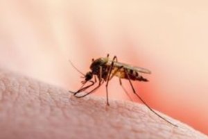 Ιός του Δυτικού Νείλου: 27 νέα κρούσματα και 5 θάνατοι - Ποιοι δήμοι παραμένουν στο "κόκκινο" - εικόνα 2