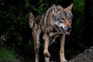 Χαλκιδική: Η στιγμή που κάτοικος στη Νικήτη ήρθε πρόσωπο με πρόσωπο με λύκο [βίντεο]