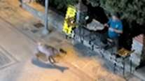 Χαλκιδική: Η στιγμή που κάτοικος στη Νικήτη ήρθε πρόσωπο με πρόσωπο με λύκο [βίντεο]