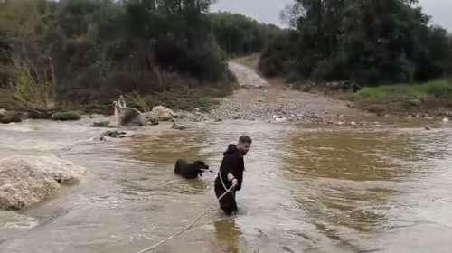 Διασώθηκαν δύο τσοπανόσκυλα σε ποταμό στη Χαλκιδική: Εντοπίστηκαν τρομαγμένα και εγκλωβισμένα