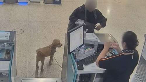 Δεν μπορούμε να πιστέψουμε ότι συνέβη και αυτό: Ανεύθυνη παράτησε τον σκύλο της στο αεροδρόμιο  [βίντεο]