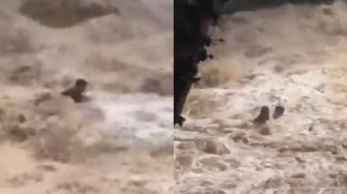 Σκηνές πανικού στην Ταϊλάνδη: Τουρίστες παρασύρθηκαν από ορμητικά νερά καταρράκτη - Η στιγμή που δίνουν μάχη για τη ζωή τους
