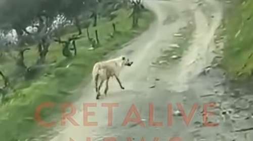 Ηράκλειο: Σκυλίτσα έκανε 1 χλμ. για να βρει βοήθεια για το κουτάβι της που έπεσε σε λιμνοδεξαμενή [βίντεο]
