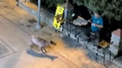 Χαλκιδική: Η στιγμή που κάτοικος στη Νικήτη ήρθε πρόσωπο με πρόσωπο με λύκο [βίντεο]