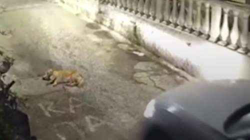 Φρίκη με κτηνωδίες σε Κέρκυρα και Ζάκυνθο: Οδηγός πάτησε σκύλο που κοιμόταν, γυναίκα κρέμασε γάτα με σκοινί