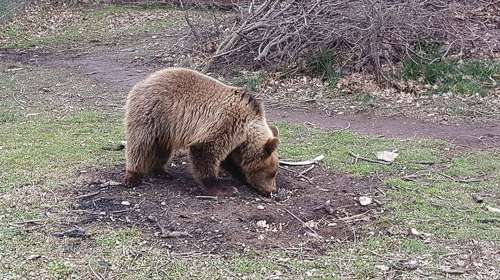 Σε χειμέριο λήθαργο στις φωλιές τους οι αρκούδες του Αρκτούρου στο Νυμφαίο