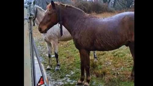 Συγκινητικό βίντεο με τη διάσωση αλόγων στο πλημμυρισμένο δασάκι Μεσοποταμίας