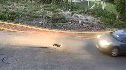 Κτηνωδία στη Γαστούνη: Προθεσμία για γραπτές εξηγήσεις έλαβε η 60χρονη που πάτησε το σκυλάκι