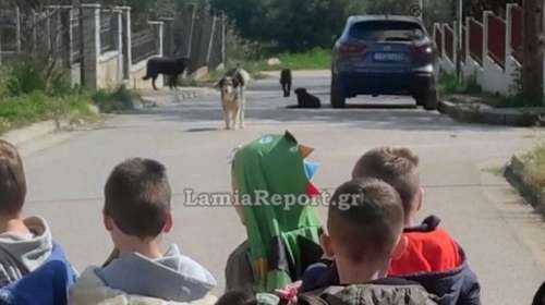 Λαμία: Στο νοσοκομείο μητέρα μετά από επίθεση σκύλου έξω από νηπιαγωγείο - Αγέλη αδέσποτων καταγγέλλουν γονείς