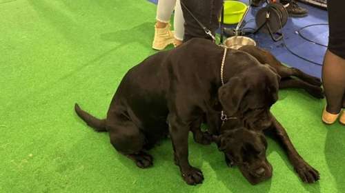 "Απόβαση σκύλων" στη ΔΕΘ για το φεστιβάλ "Discover Dogs"