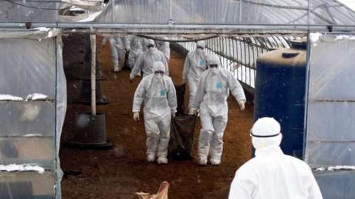 Ινστιτούτο Pasteur: Εάν μεταλλαχθεί ο ιός της γρίπης των πτηνών, θα μπορούσε να προκαλέσει πανδημία χειρότερη της Covid