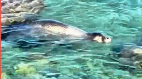 Εντυπωσιακές εικόνες στη Σύμη: Φώκια έκανε την εμφάνιση της σε παραλία [βιντεο]