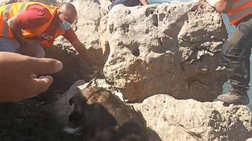 Φωτιά στη Δυτική Αττική: Μάχη για να σωθούν όσο περισσότερα αδέσποτα ζώα από την πύρινη λαίλαπα