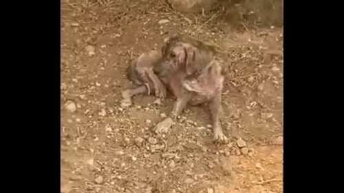 Κάθε ζωή που βγαίνει ζωντανή μέσα από τις στάχτες είναι νίκη - Η γραμμή 10400 δέχεται αναφορές για ζώα που βρίσκονται σε κίνδυνο