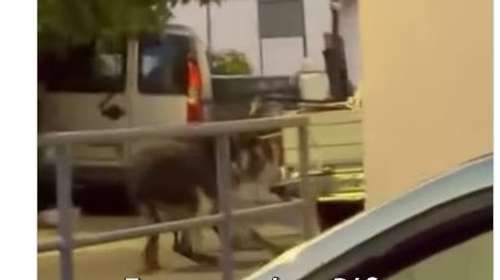 Σοκαριστικό περιστατικό στη Ρόδο: Άνδρας έδεσε γαϊδουράκια με σχοινιά στο αγροτικό και τα έσερνε
