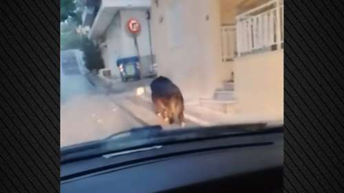 Περιστέρι: Αγριογούρουνο βγαίνει από πιλοτή πολυκατοικίας και περπατά στο δρόμο
