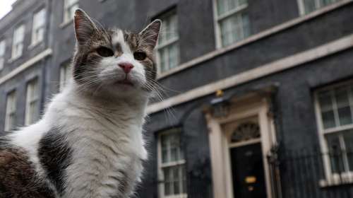 Λάρι, ο γάτος της Downing Street που "έφαγε" έξι πρωθυπουργούς - Εχει επιβιώσει από πανδημία, σκάνδαλα και Brexit
