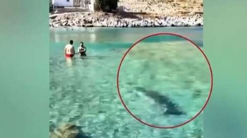Σύμη: Η υπέροχη επίσκεψη στην παραλία Μαραθούντα - Φώκια κολυμπούσε κοντά στην ακτή δίπλα στους λουόμενους