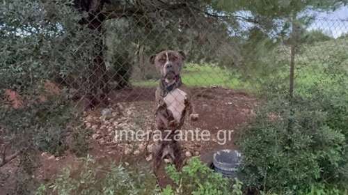 Ζάκυνθος: Στο ΔΙΚΕΠΑΖ  μεταφέρθηκε ο σκύλος από την οικογένεια του μικρού Λίο