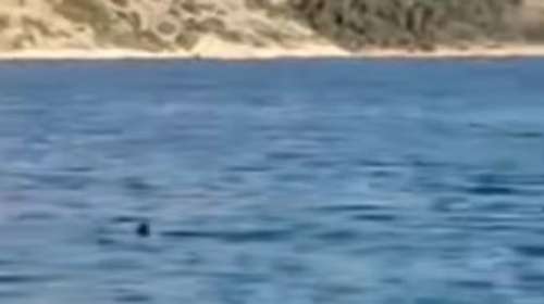 Καρχαρίας εμφανίστηκε στην παραλία Σαράντη Βοιωτίας - Αναστάτωση στους λουόμενους [βίντεο]