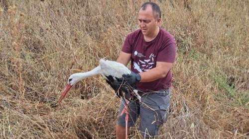 Πελαργός από την Πολωνία εντοπίστηκε τραυματισμένος στον Έβρο: Διένυσε 1.650 χιλιόμετρα