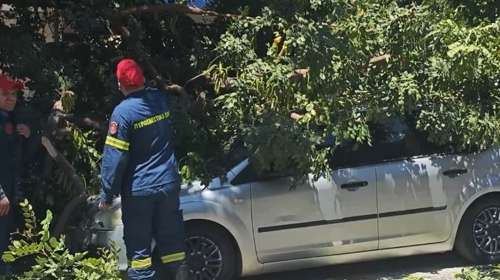 Ακραίοι άνεμοι: Δέντρο καταπλάκωσε αυτοκίνητο, με την οδηγό στο όχημα, στη Μιχαλακοπούλου - 124χλμ/ώρα οι ριπές στην Πεντέλη