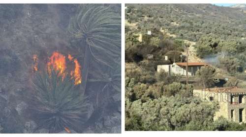 Ρέθυμνο: Ανεξέλεγκτη η φωτιά -  Οι φλόγες μπήκαν στο φοινικόδασος στην Πρέβελη - Ζητούνται ενισχύσεις από την Αθήνα