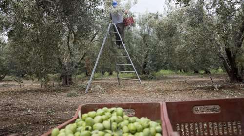 Θρήνος στην Εύβοια: 72χρονος έπαθε καρδιακό -Είχε πάει στις ελιές μαζί με τον γιο του