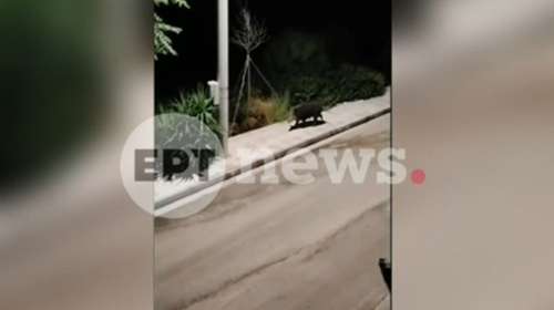 Νέος Βουτζάς: Κυνηγούσαν αγριόχοιρους μέσα στον οικισμό - Καταγγελίες κατοίκων για πυροβολισμούς