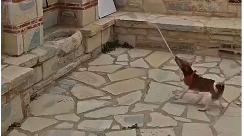 Τετράποδος "σημαντήρης" στην Κρήτη: Σκύλος χτυπά την καμπάνα της εκκλησίας - Βίντεο