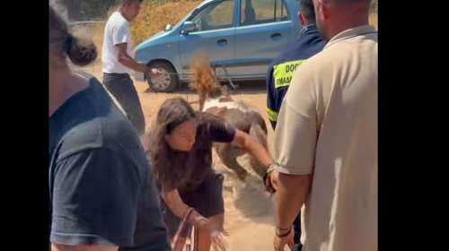 Φωτιά στον Κουβαρά: Δραματική επιχείρηση απομάκρυνσης αλόγων την ώρα της φωτιάς