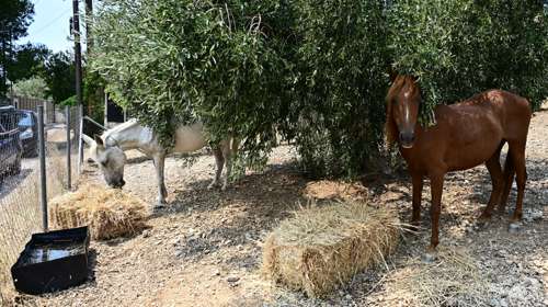 Πανελλαδική Φιλοζωική: Οδηγίες για τη στήριξη των ζώων από τις πυρόπληκτες περιοχές