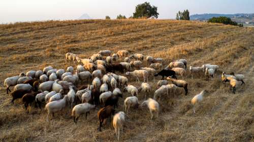 ΑΑΔΕ: Μπλόκο σε 8.000 απαγορευμένα εμβόλια από την Τουρκία για την ευλογιά - Μια σύλληψη