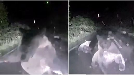 Αρκούδα που φοβάται για το μικρό της επιτίθεται σε αυτοκίνητο μέσα στη νύχτα - Συγκλονιστικό βίντεο