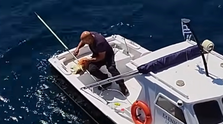 ΧΕΛΩΝΑ ΣΥΡΟΣ