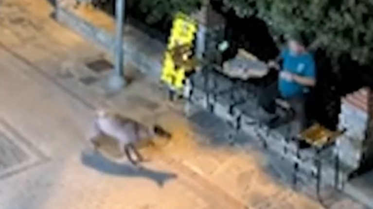 ΧΑΛΚΙΔΙΚΗ ΝΙΚΗΤΗ ΛΥΚΟΣ